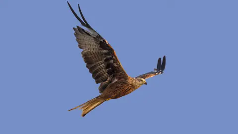 Getty Images Red kite