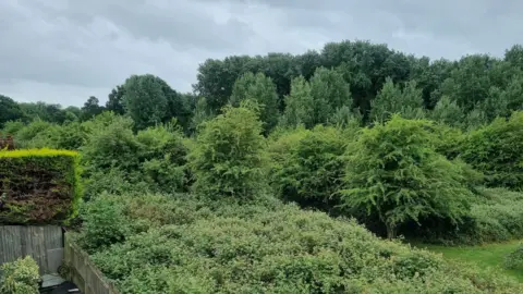 A green space with many trees and shrubs.