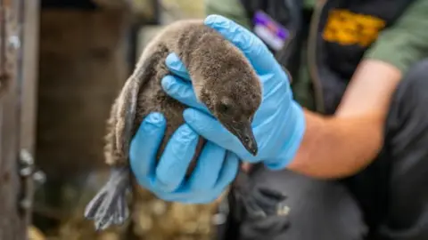 A person wearing blue gloves is holding a penguin chick.