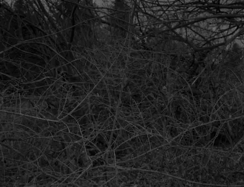 Dawoud Bey Bey-Untitled #16 (Branches with Thorns) by Dawoud Bey