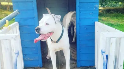 Anthony Webb Lexi can be seen just outside of her dog house. Her tongue is out. The dog house is blue with white gates surrounding it for safety. You can see grass and some trees on either side of the dog house telling us it is outside.