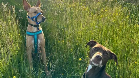 Evie Watson Two dogs sitting in long grass