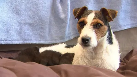 Richard Knights/BBC Teasel and her kittens