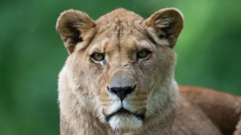 A close-up image of a lioness looking at the camera with a green blurred background.