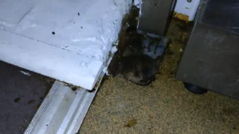 Cardiff Council The body of a dead mouse is curled up on a kitchen floor.