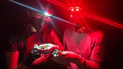 Société Jersiaise Hannah and a colleague gently handle a pair of bats one of the researchers has a white light head torch and the other has a red light. They hold bats very gently with gloves. Both of the researchers are also wearing face masks. 