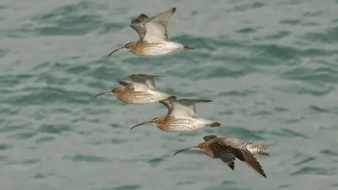 Four curlews in flight over the sea. Three of them have their wings up and the fourth has its wings down. They have brown and white speckled bodies and wings and slim, curved beaks that are as long as half the length of their bodies.