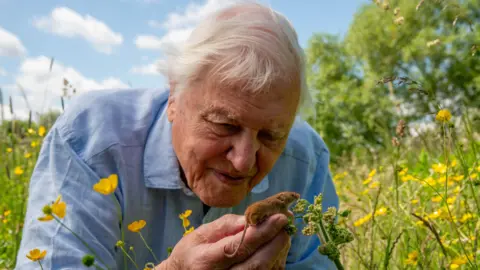 BBC/Passion Planet David Attenborough, wearing a pale blue shirt, with a harvest mouse on his fingertips that is climbing onto a wildflower