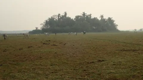 Umberto Lombardo forest islands