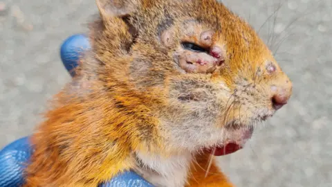 Lancashire Wildlife Trust A red squirrel with puffy, swollen eyes and a number of red lesions around its eye and nose. It is being held by a person wearing blue gloves.