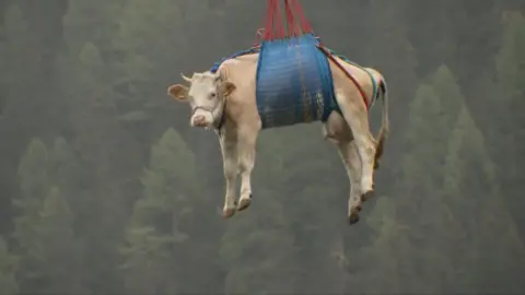 A cow hangs from a harness in the sky