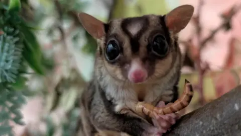 North Lindsey College The picture shows a small, brown possum which is looking at the camera. It has huge brown eyes, and ears which stick up at the sides of its head. It's holding a small worm, and is sat on a branch. There are trees in the background. 