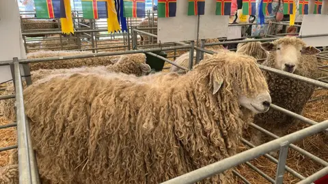 A long haired sheep in a pen with a short haired one in the adjoining pen with Lincolnshire flags hanging in the background