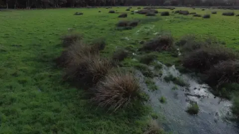 BBC An area of green flood plain with a stream flowing through the grass and reeds