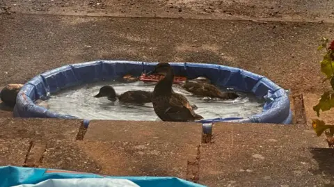 Lucyl Harrison Three brown feathered ducks in a paddling pool outside a woman's patio. The paddling pool is blue.