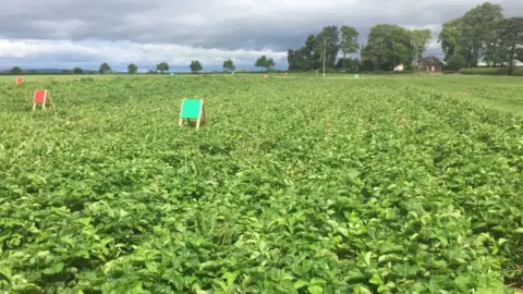 Bellis Brothers Strawberry fields