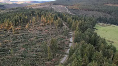 Destruction caused by Storm Bert pictured at Caio Forest near Llandovery, where hundreds of pine trees have fallen over, blocking the roads. More devastation can be seen in the hills in the background, with hundreds of pine trees brought down with the storm. 