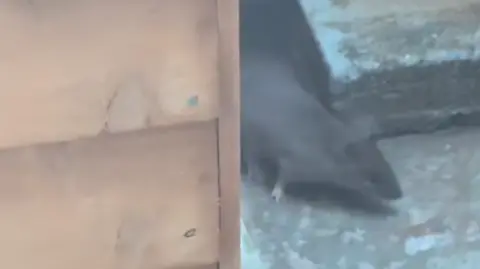 Charlene Mongan A rat is pictured poking its head out, near a wooden garden shed