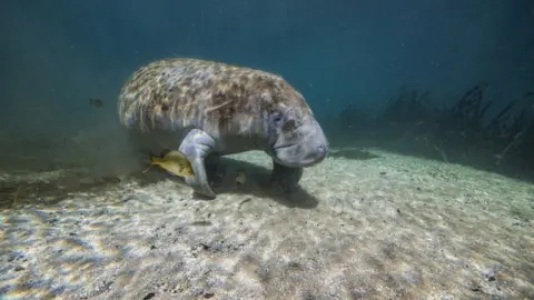 Ben Macdonald/Silverback/Netflix A manatee