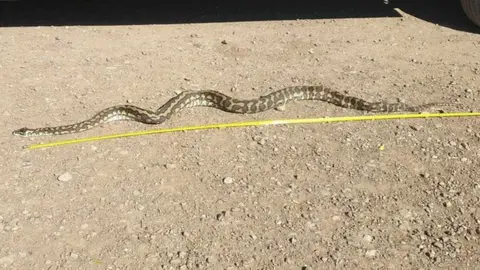 Zoltan Pohner Dead carpet python laid next to a tape measure