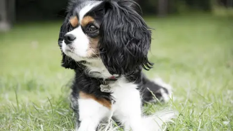 Getty Images Adorable dog