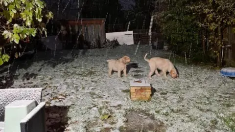 Jane Fishwick Two dogs playing in the light snow in a back garden. There is snow lightly covering the grass and garden furniture. It is still dark outside and you can see snow falling in front of the camera.