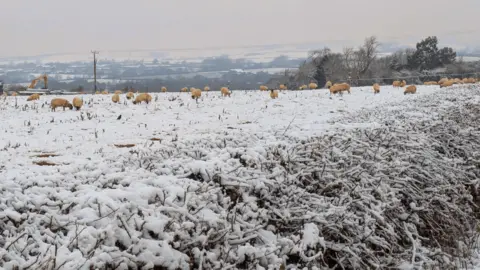 Sheringham Gal Weather Watcher Sheringham Gal captured sheep braving the cold snap in Frisby on the Wreake, near Melton Mowbray, Leicestershire