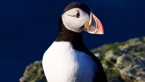 A puffin, standing on a rock, looking to the side.
