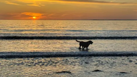 Weather Watchers/Op A dog is in the water at the beach. The sun is setting behind it, casting everything in an orange light.