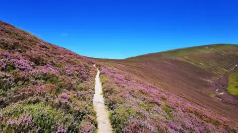 Shirley McInroy A narrow hillside path flanked by purple heather, with a blue sky above.
