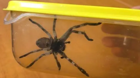 NCRW A Hunstman spider with gray and brown legs in a plastic container with a yellow lid