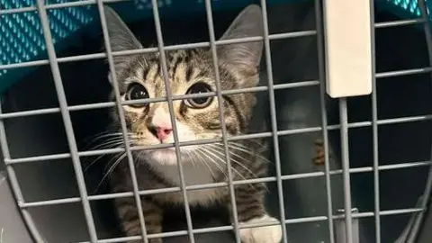 A grey and black striped cat with large eyes behind the grate of a cat carrier.