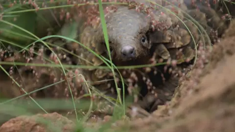 Pangolin