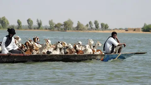 AFP Shepherds sit in a pirogue with their cattle as they travel on the Niger river, near Timbuktu,