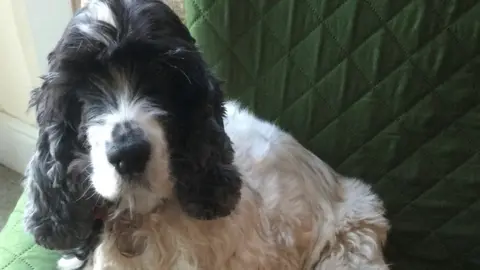 Pet Blood Bank A cocker spaniel called Ghillie