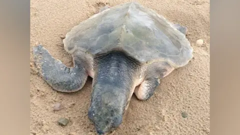 Ashley James Turtle on Talacre beach