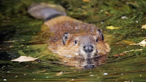 Getty Images beaver in water