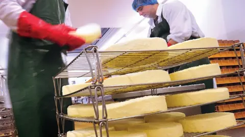 Caws Cenarth Cheese production