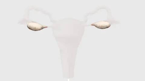 Getty Images Diagram of ovaries