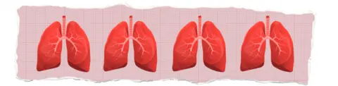 Lungs