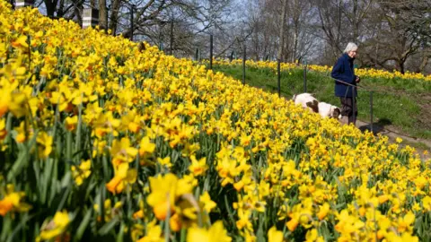 Getty Images Woman walking dog in park