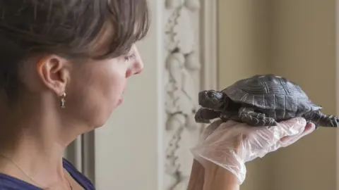 National Trust Images/James Dobson Tortoise