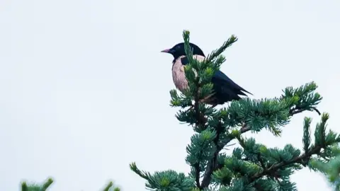 Stephen Whayman Rose-coloured Starling in Ipswich