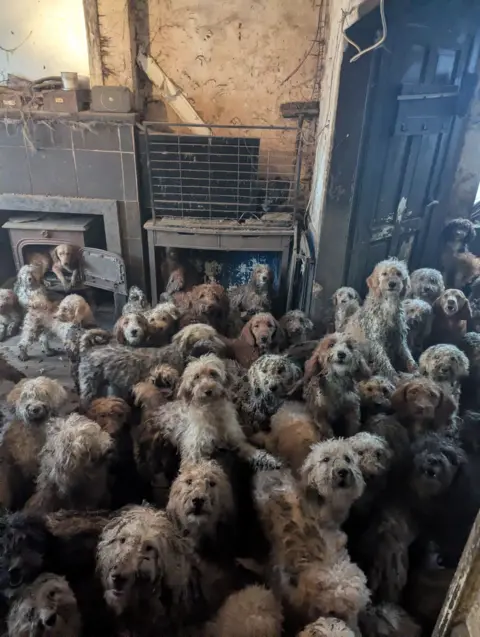 RSPCA About 20 different poodle-cross dogs, all with shaggy coats in various shades of grey, white and tan, are seen crowded into one living space. One dog is seen howling, and another is seen sitting in what looks like a wood burner

