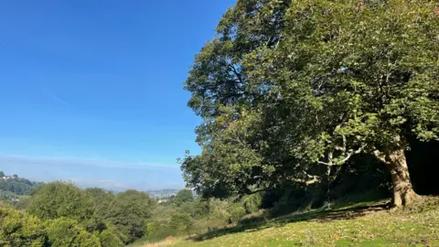 Emma Kernahan A large tree in the foreground with the valley stretching away in the distance and woodland