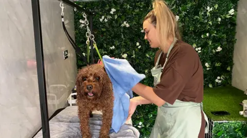 A woman with blonde hair, wearing an apron over a burgundy top, is drying a ginger furred dog using a blue towel. 