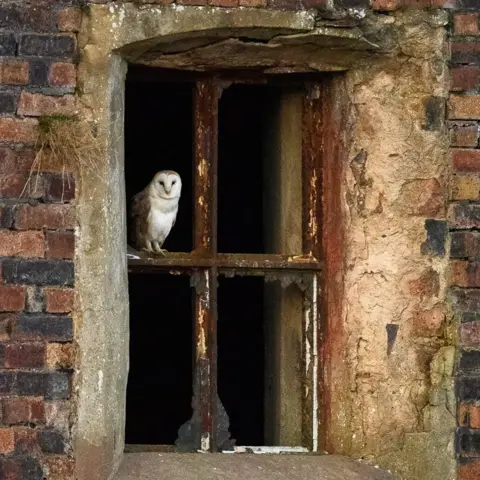 Andrew Mason A barn owl sits on the broken window frame of a former industrial building