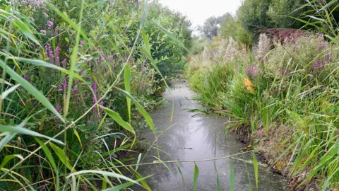 The picture shows one of the reens running through the Gwent Levels, it shows and abundance of plant life flanking the waterway.