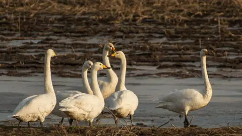 MANX SCENES Six swans are all in a wetland looking in different directions.