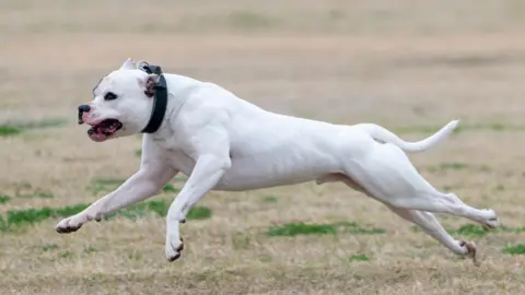 An American bulldog running